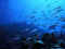 302-small.jpg (2378 byte)